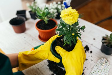 Bitki dikim kadın bir yeni bir pota.