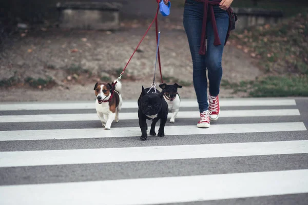 Dog Walker Dogs Enjoying Park — Stock Photo, Image