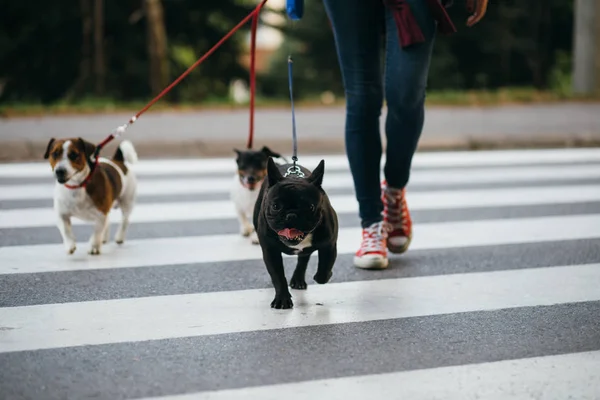 公園で楽しんで犬と一緒に犬の散歩 — ストック写真