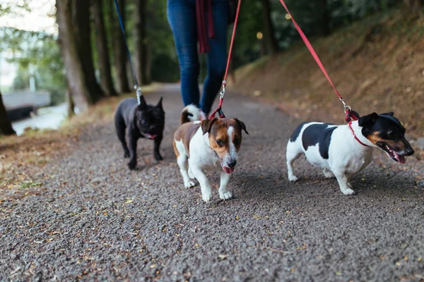 Walker Kutya Kutyákkal Élvezi Parkban — Stock Fotó