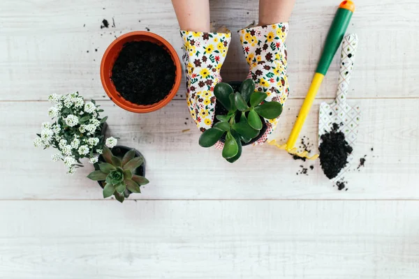 Las Manos Mujer Trasplante Planta Una Nueva Olla — Foto de Stock