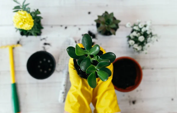 Las Manos Mujer Trasplante Planta Una Nueva Olla — Foto de Stock