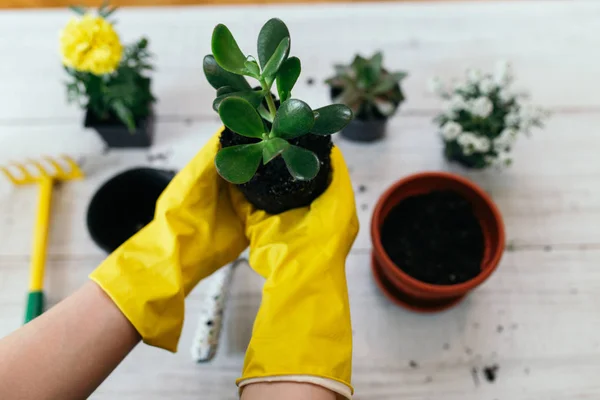 Vrouwenhanden Planten Lentebloemen — Stockfoto