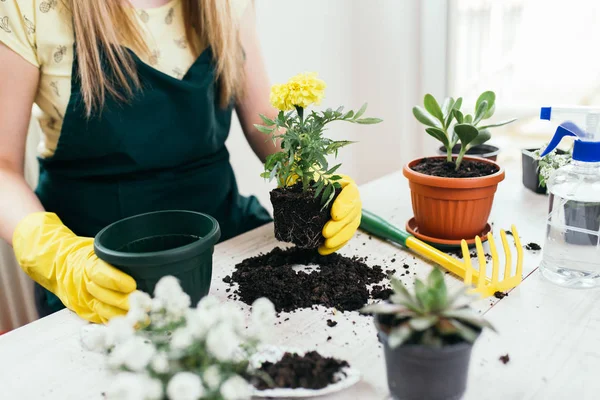 Mujer Trasplante Planta Nuevo Pote — Foto de Stock