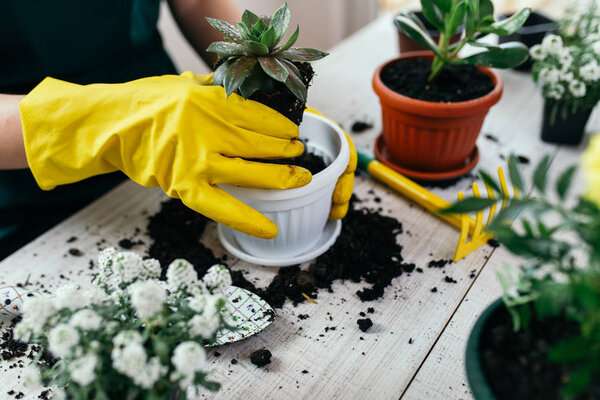 Woman's hands planting spring flowers.