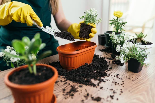 Mujer Trasplante Planta Nuevo Pote — Foto de Stock