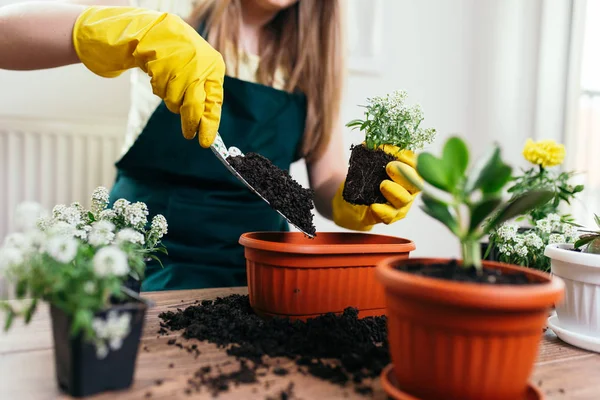 Mujer Trasplante Planta Nuevo Pote — Foto de Stock