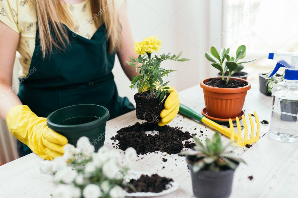 Woman transplanting plant a into a new pot.