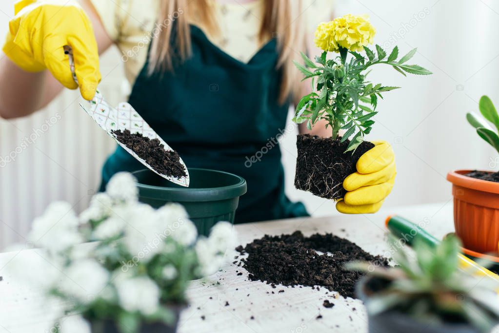 Woman transplanting plant a into a new pot.