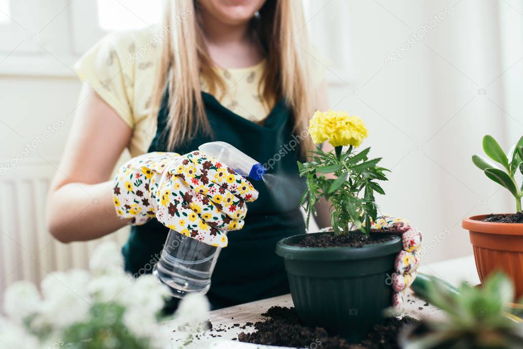 Woman planting flowers in a new pot and watering them.