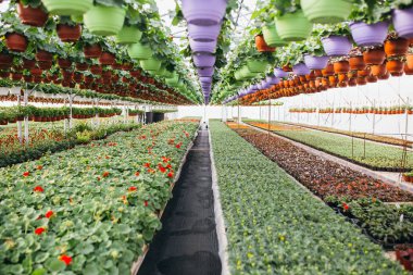 Serada güzel renkli bitkiler 