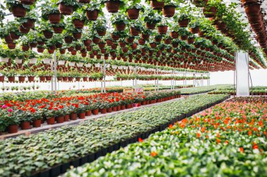 Serada güzel renkli bitkiler 