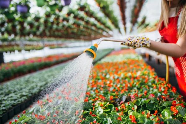 Bella Giovane Donna Giardiniere Irrigazione Piante Nel Centro Del Giardino — Foto Stock