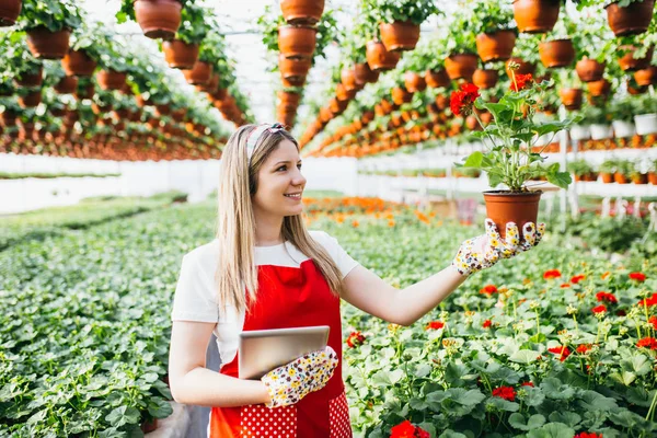 Piękna Młoda Kobieta Pracuje Szklarni — Zdjęcie stockowe