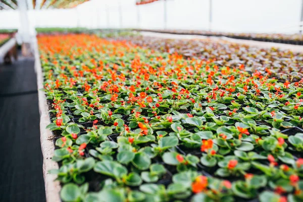 Красивые Красочные Растения Теплице — стоковое фото