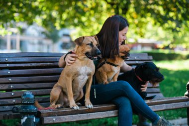 Köpek yürüteç bankta oturan ve köpeklerle parkta zevk. 