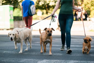 Bir köpek ile geçerken köpek bakıcısı.
