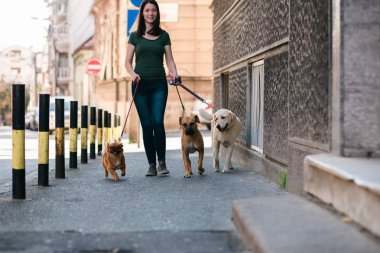 Açık havada yürürken köpeklerle eğlenen köpek gezdirici. 