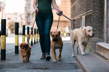 Açık havada yürürken köpeklerle eğlenen köpek gezdirici. 