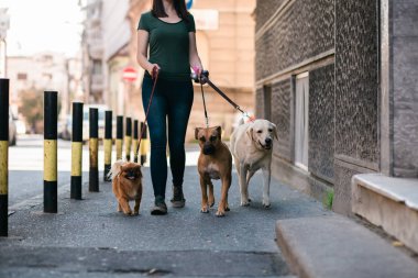 Açık havada yürürken köpeklerle eğlenen köpek gezdirici.