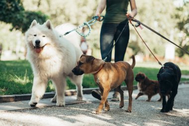 Açık havada yürürken köpeklerle eğlenen köpek gezdirici. 