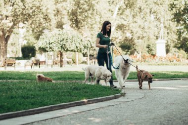 Dog walker enjoying with dogs while walking outdoors.  clipart