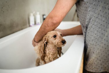 Banyo yaptıran damat salonunda minyatür kaniş.
