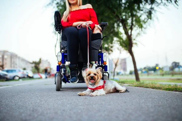 Tekerlekli Sandalyede Güzel Genç Kadın Köpeği Ile Açık Havada Zevk — Stok fotoğraf
