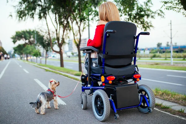 Tekerlekli Sandalyede Güzel Genç Kadın Köpeği Ile Açık Havada Zevk — Stok fotoğraf