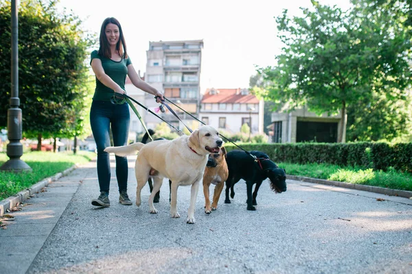 Dog walker enjoying with dogs while walking outdoors.