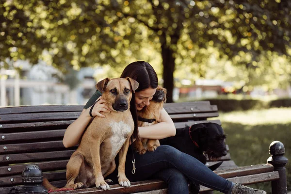 Περιπατητή Σκύλων Που Κάθονται Στον Πάγκο Και Απολαμβάνουν Στο Πάρκο — Φωτογραφία Αρχείου