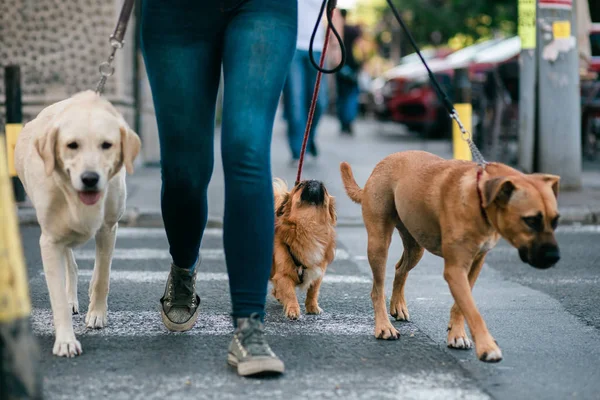Spaziergänger Überquert Straße Mit Hunden — Stockfoto