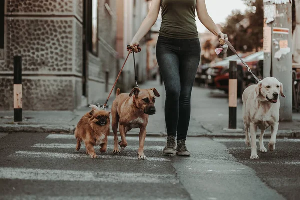 Dog walker crossing a street with dogs.