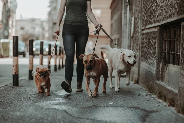Paseador Perros Disfrutando Con Perros Mientras Camina Aire Libre — Foto de Stock