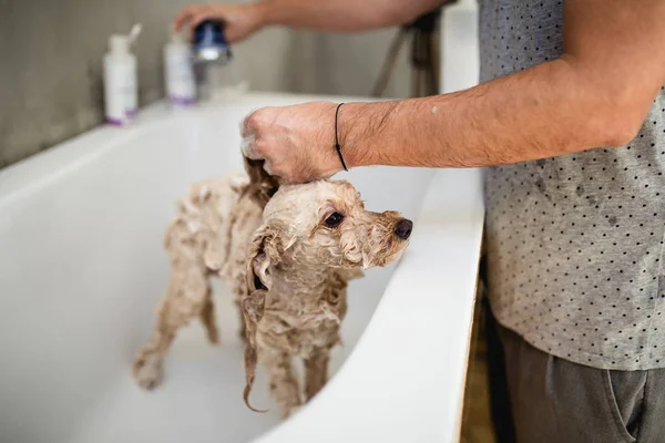 Miniatuur Poedel Bij Grooming Salon Met Bad — Stockfoto