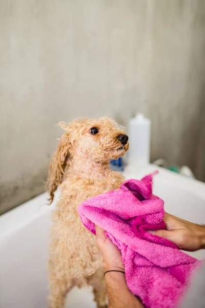 Poodle Miniatura Salão Aliciamento Ter Banho — Fotografia de Stock