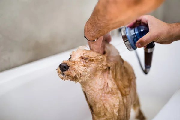 Caniche Miniature Salon Toilettage Ayant Bain — Photo