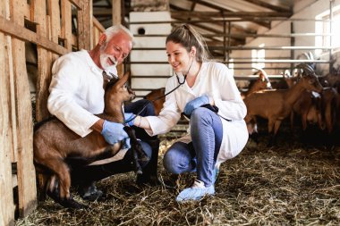 Büyük keçi çiftliğinde erkek ve kadın veterinerler keçi sağlığı kontrol.