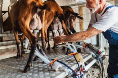 Farmer milking goats using electic and robotic milking machine. clipart
