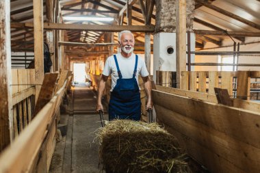 Büyük keçi çiftliğinde çalışan mutlu kıdemli çiftçi.