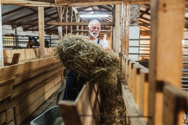 Büyük keçi çiftliğinde keçi besleme mutlu kıdemli çiftçi.