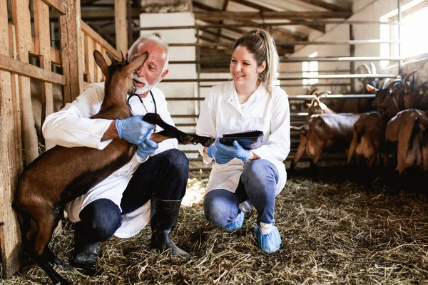 Man and woman veterinarians at large goat farm checking goats\'s health.