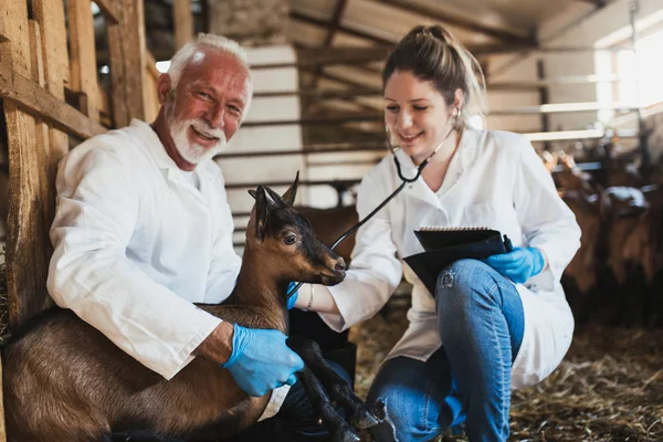 Man and woman veterinarians at large goat farm checking goats\'s health