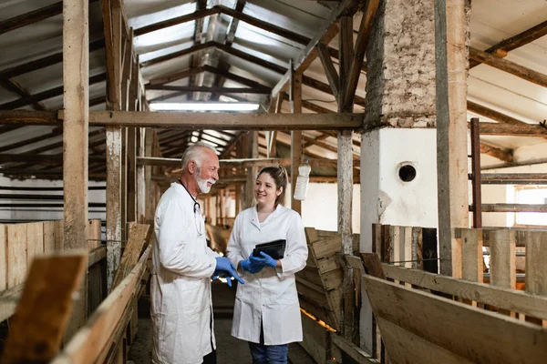 Man and woman veterinarians at large goat farm checking goats\'s health.