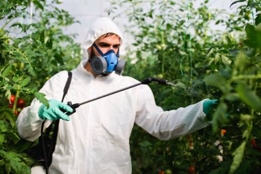Genç işçi bir serada domates bitkileri organik pestisitler püskürtme.