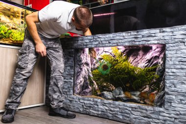 Male worker in aquarium shop trying to catch a fish with net from aquarium. clipart