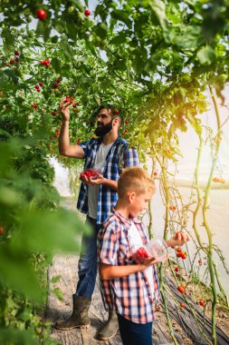 Mutlu genç baba ve oğlu serada domates hasat ediyorlar..