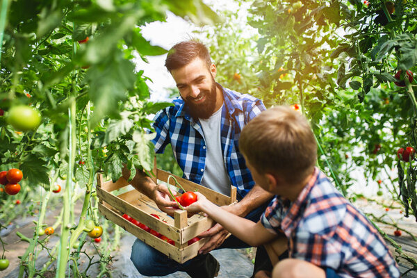 Happy young father with his son harvesting tomatoes in greenhouse.
