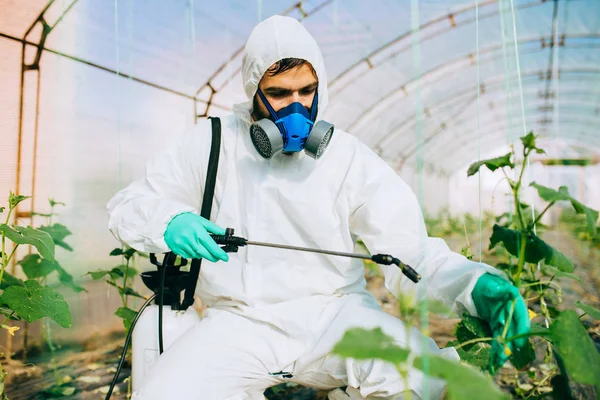 Genç Işçi Bir Serada Salatalık Bitkileri Üzerinde Organik Pestisit Püskürtme — Stok fotoğraf