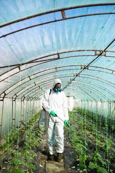 Молодий Працівник Обприскує Органічні Пестициди Огіркові Рослини Теплиці — стокове фото